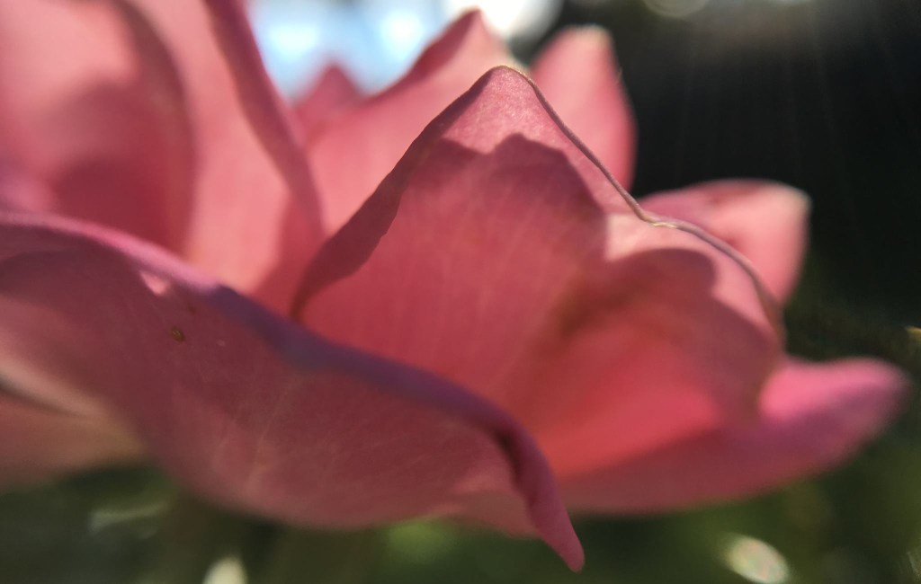 Light shining through pink rose