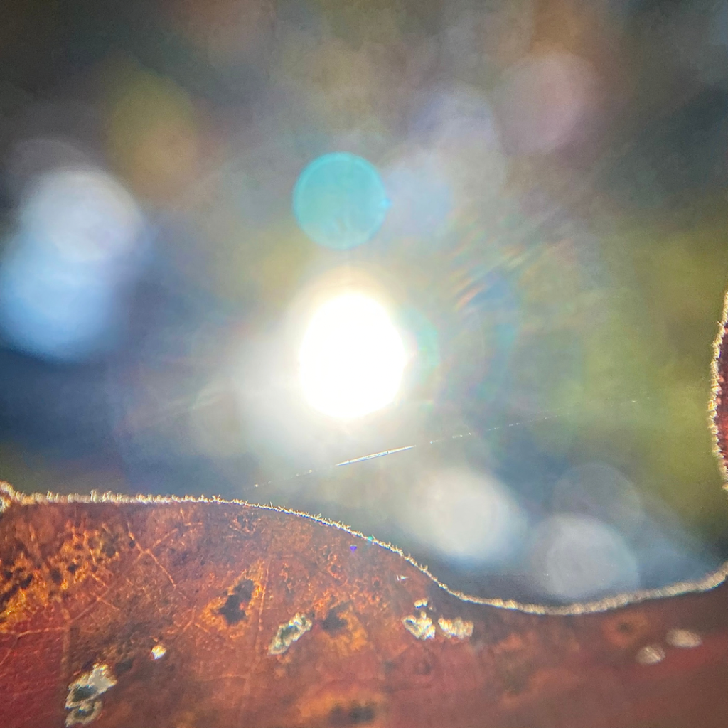 Sitting Among the Falling&nbsp;Leaves